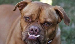 一个狗狗最新爆料图片大全,狗狗最新爆料图片大全集锦