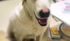 一个狗狗最新爆料图片大全,狗狗最新爆料图片大全集锦